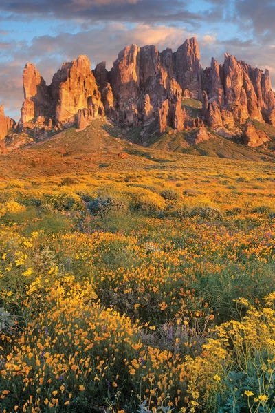 Arizona: Wildflowers And The Superstition Mountains, Lost Dutchman State Park, Arizona by Tim Fitzharris