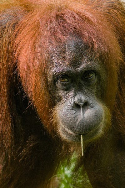 Orangutan Feeding, Sabah, Borneo, Malaysia by Tim Fitzharris framed wall art