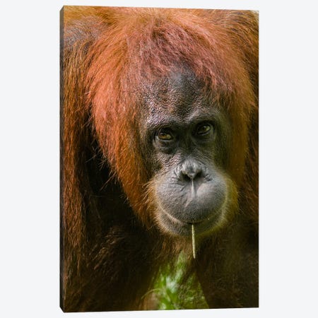Orangutan Feeding, Sabah, Borneo, Malaysia Canvas Print #TFI1933} by Tim Fitzharris Art Print