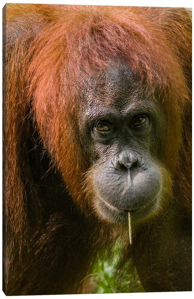 Orangutan Feeding, Sabah, Borneo, Malaysia Canvas Art Print - Orangutan Art
