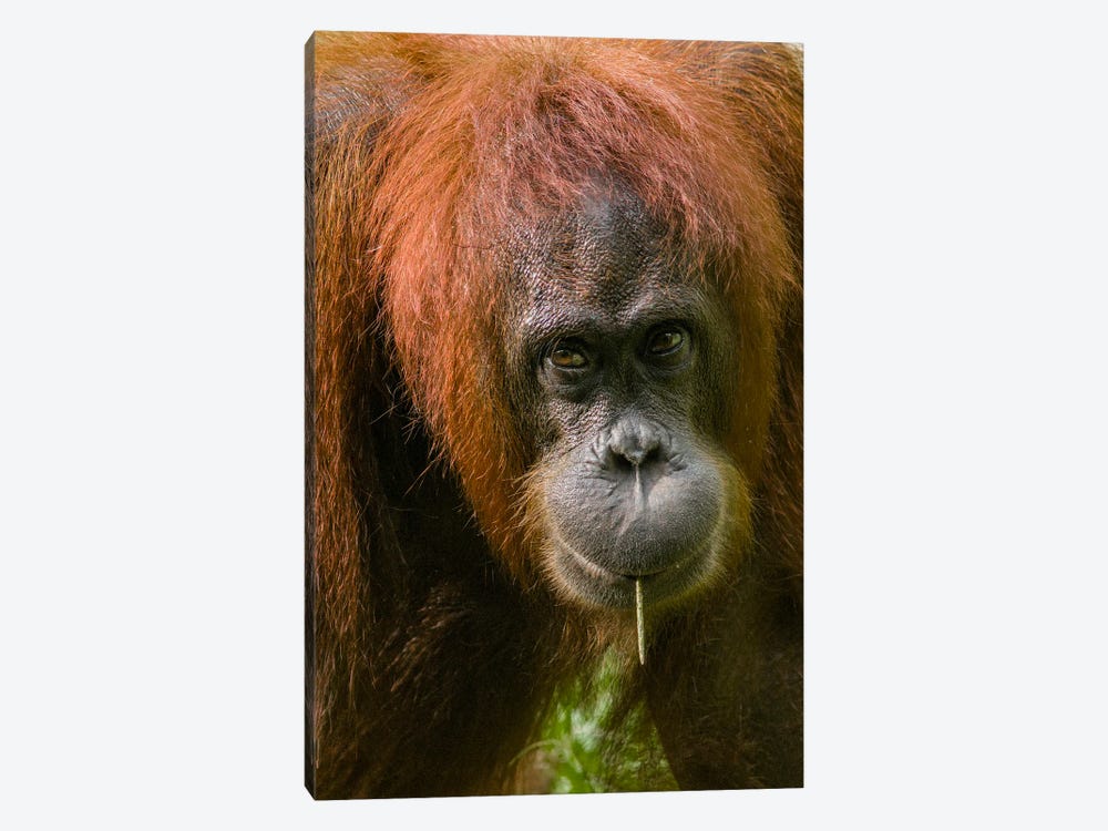 Orangutan Feeding, Sabah, Borneo, Malaysia by Tim Fitzharris 1-piece Art Print