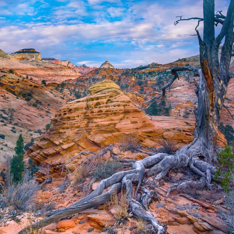 East And West Temples, Zion National Park, Utah by Tim Fitzharris wall art