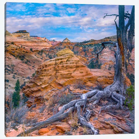 East And West Temples, Zion National Park, Utah Canvas Print #TFI1934} by Tim Fitzharris Canvas Wall Art
