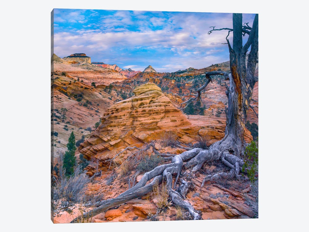 East And West Temples, Zion National Park, Utah by Tim Fitzharris 1-piece Canvas Artwork