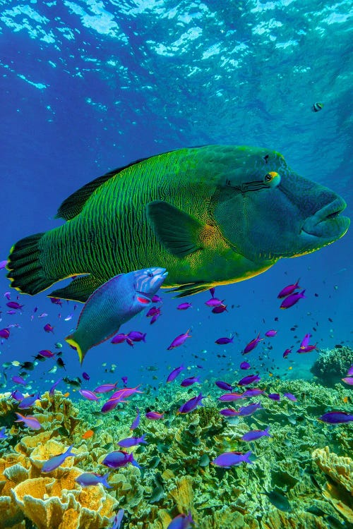 Parrotfish And Wrasse, Apo Island, Philippines by Tim Fitzharris wall art