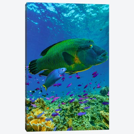 Parrotfish And Wrasse, Apo Island, Philippines Canvas Print #TFI1935} by Tim Fitzharris Canvas Art
