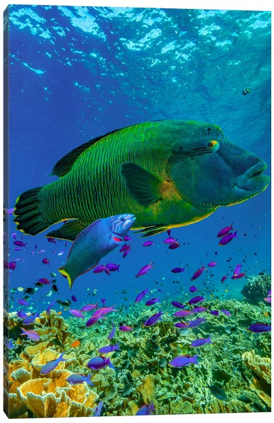 Parrotfish And Wrasse, Apo Island, Philippines Canvas Art Print - Philippines Art