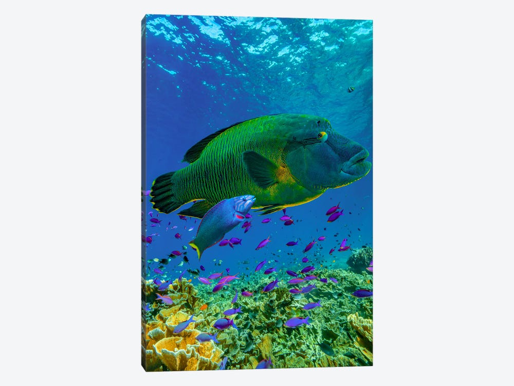 Parrotfish And Wrasse, Apo Island, Philippines by Tim Fitzharris 1-piece Canvas Art Print