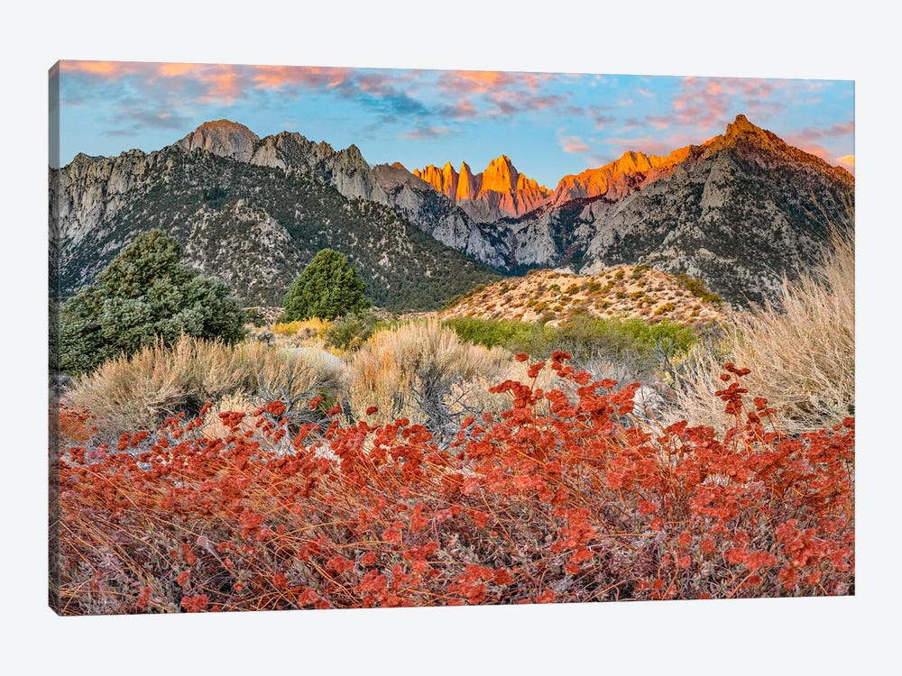 Mount Whitney, Inyo National Forest, Sierra Nevada, California by Tim Fitzharris 1-piece Art Print
