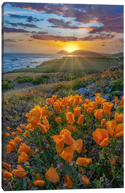 California Poppies At Sunset, Estero Bluffs State Park, Big Sur, California Canvas Art Print - Sunrises & Sunsets Scenic Photography