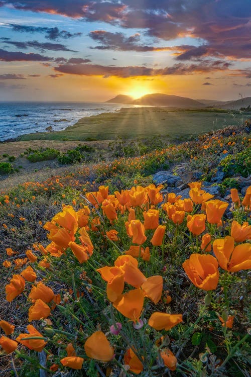 California Poppies At Sunset, Estero Bluffs State Park, Big Sur, California