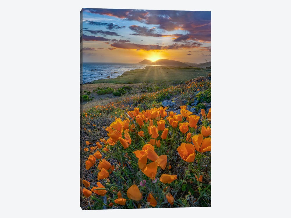 California Poppies At Sunset, Estero Bluffs State Park, Big Sur, California by Tim Fitzharris 1-piece Canvas Artwork