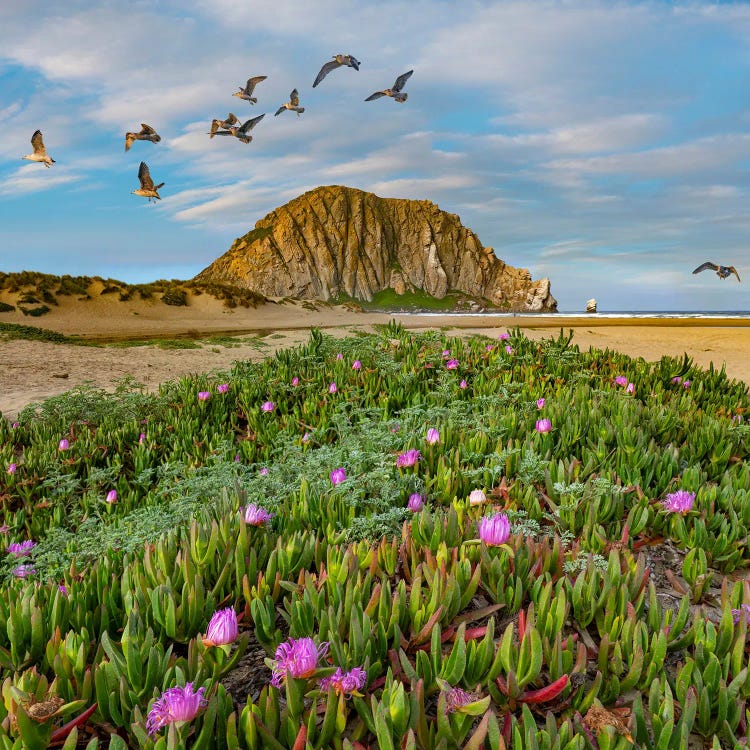 California Gulls, Ice Plants And Morro Rock, California by Tim Fitzharris wall art