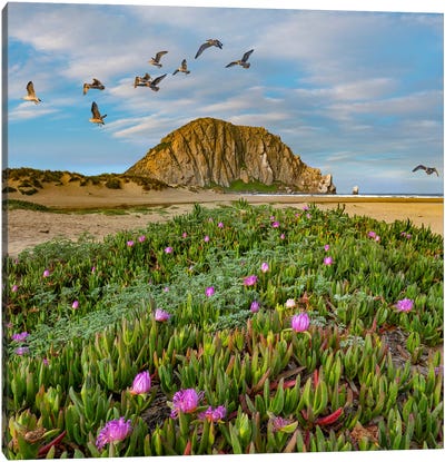 California Gulls, Ice Plants And Morro Rock, California Canvas Art Print - Tim Fitzharris