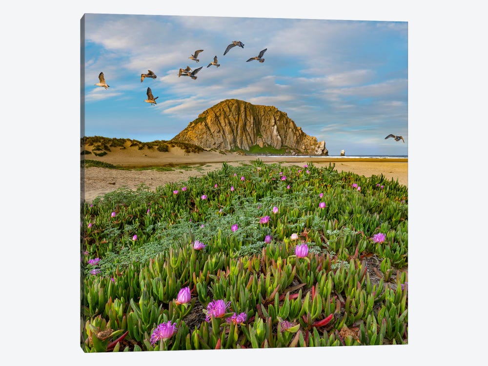 California Gulls, Ice Plants And Morro Rock, California by Tim Fitzharris 1-piece Canvas Print
