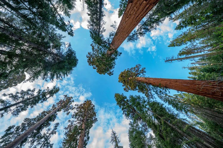 Giant Sequoias, Mariposa Grove, Yosemite National Park, California