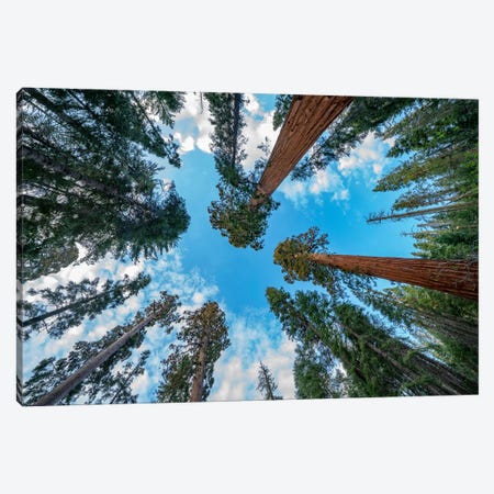 Giant Sequoias, Mariposa Grove, Yosemite National Park, California Canvas Print #TFI1945} by Tim Fitzharris Art Print