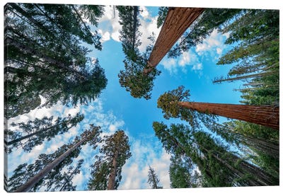 Giant Sequoias, Mariposa Grove, Yosemite National Park, California Canvas Art Print - Tim Fitzharris