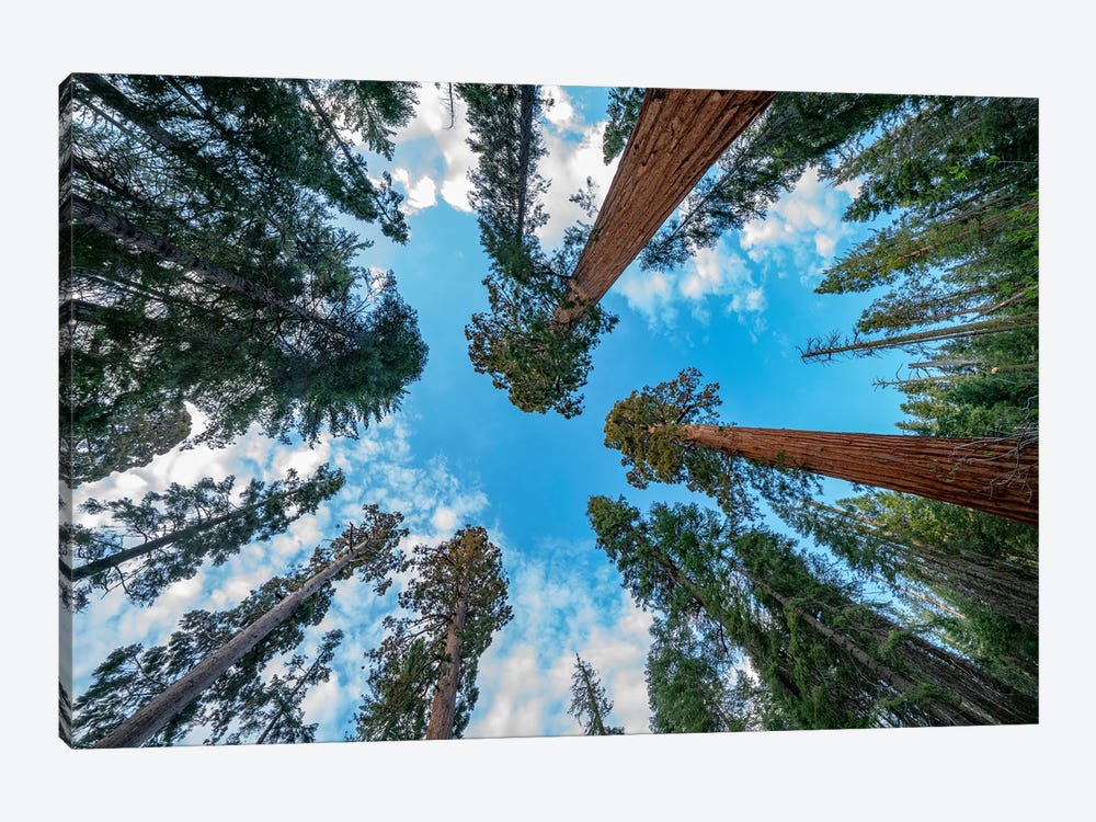 Giant Sequoias, Mariposa Grove, Yosemite National Park, California by Tim Fitzharris 1-piece Canvas Art