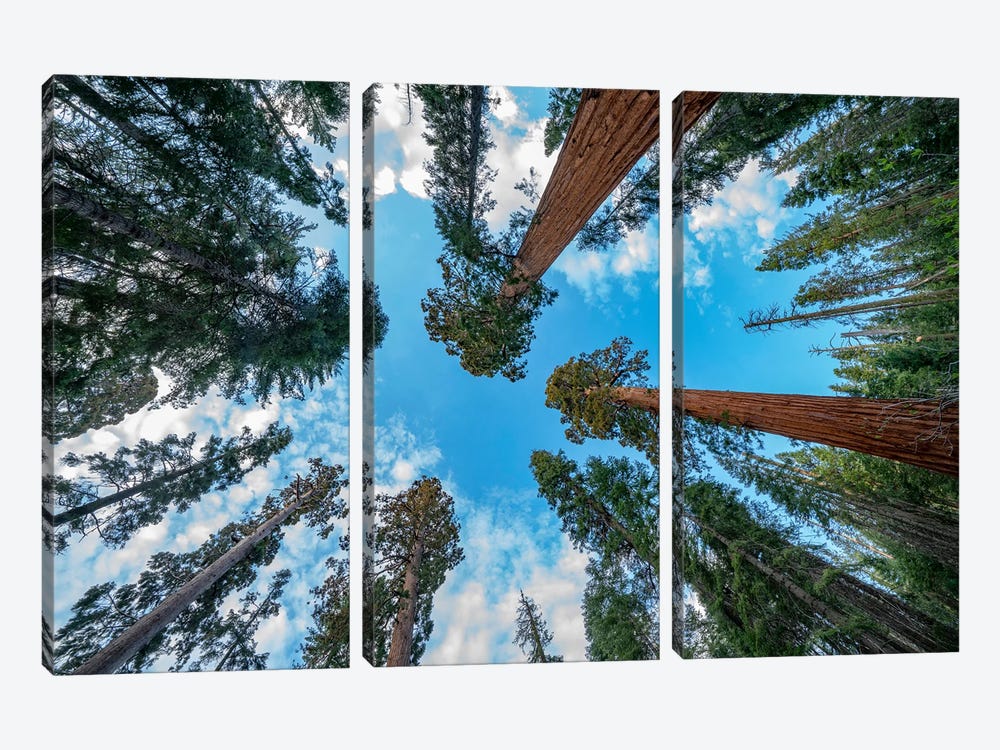 Giant Sequoias, Mariposa Grove, Yosemite National Park, California by Tim Fitzharris 3-piece Canvas Art