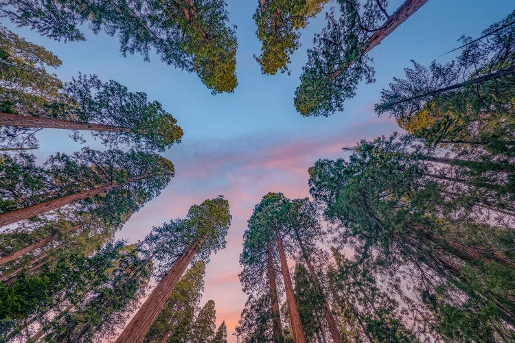 Giant Sequoias, Sequoia Kings Canyon National Park, California