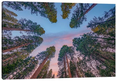 Giant Sequoias, Sequoia Kings Canyon National Park, California Canvas Art Print - Tim Fitzharris