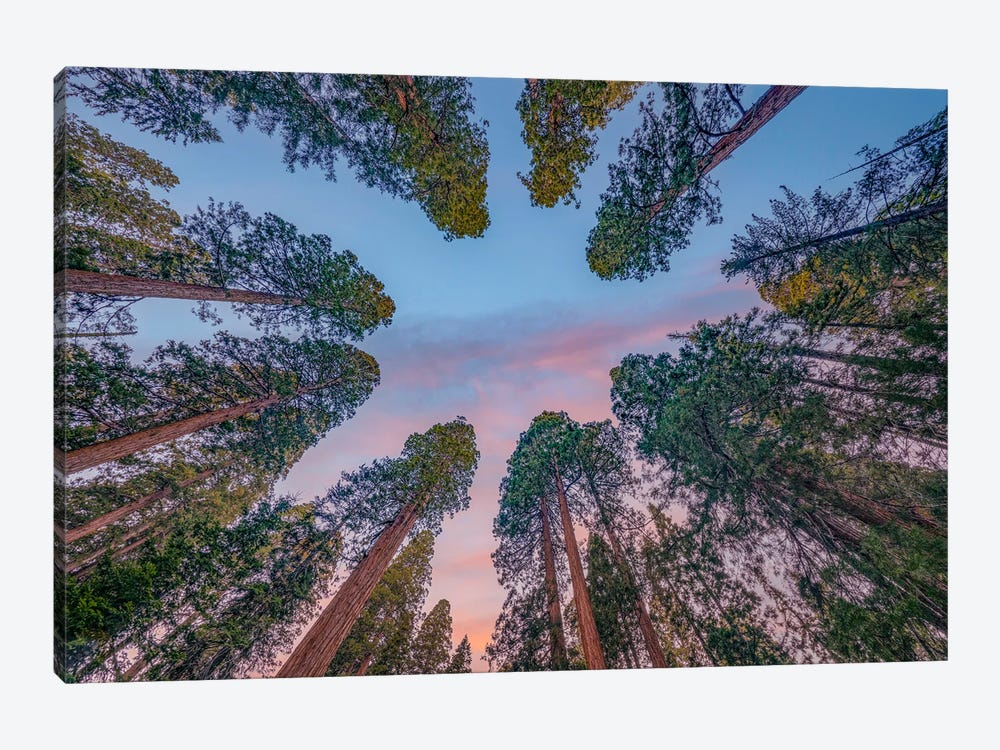 Giant Sequoias, Sequoia Kings Canyon National Park, California by Tim Fitzharris 1-piece Art Print