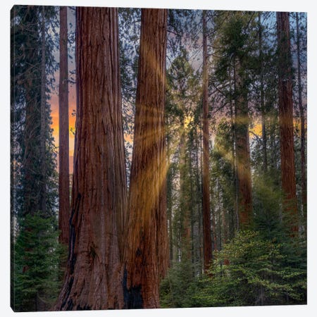 Giant Sequoias At Sunrise, Merced Grove, Yosemite National Park, California Canvas Print #TFI1947} by Tim Fitzharris Art Print