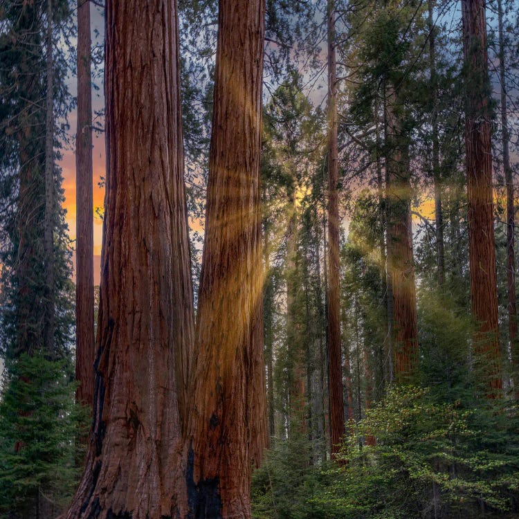 Giant Sequoias At Sunrise, Merced Grove, Yosemite National Park, California