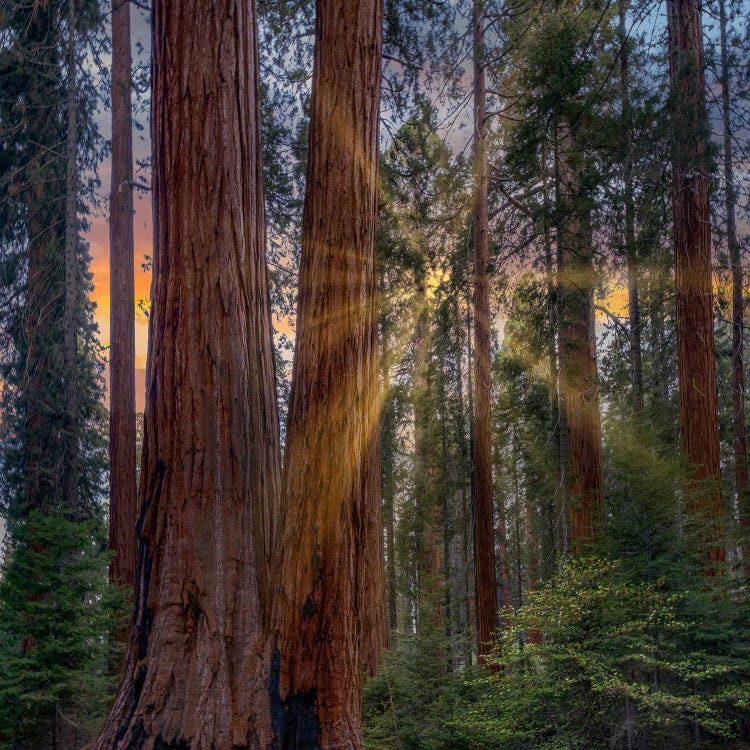 Giant Sequoias At Sunrise, Merced Grove, Yosemite National Park, California by Tim Fitzharris wall art