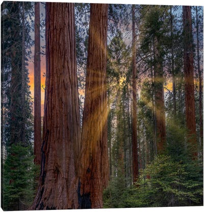 Giant Sequoias At Sunrise, Merced Grove, Yosemite National Park, California Canvas Art Print - Tim Fitzharris