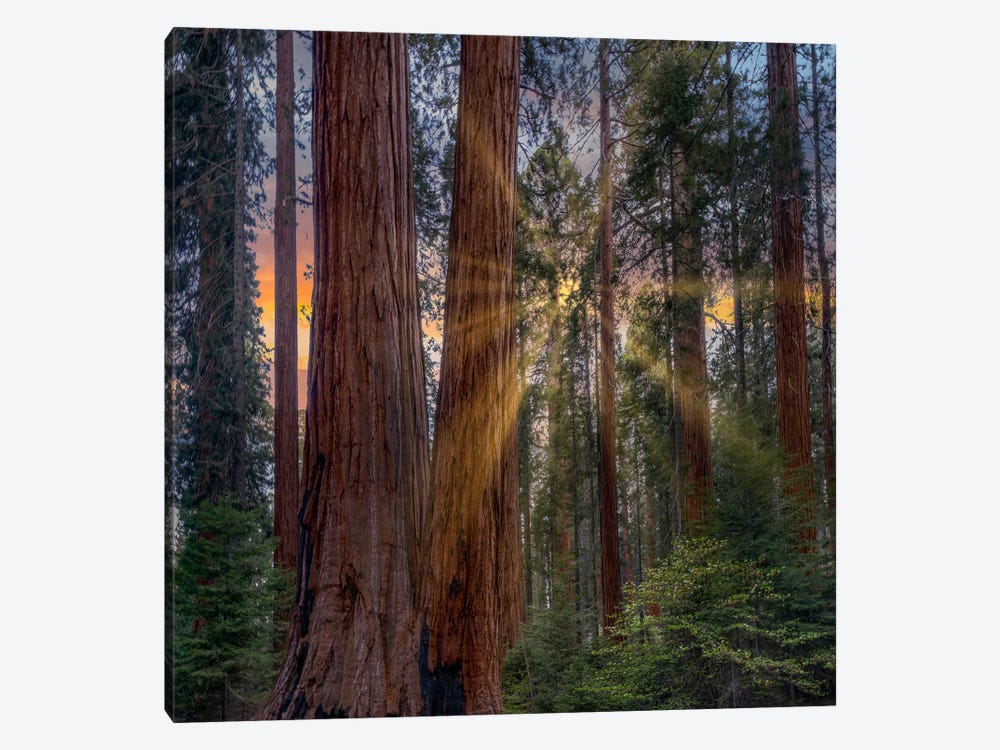 Giant Sequoias At Sunrise, Merced Grove, Yosemite National Park, California by Tim Fitzharris 1-piece Canvas Art