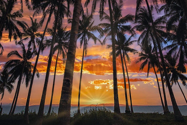 Coconut Palms At Sunset, Bohol Island, Philippines