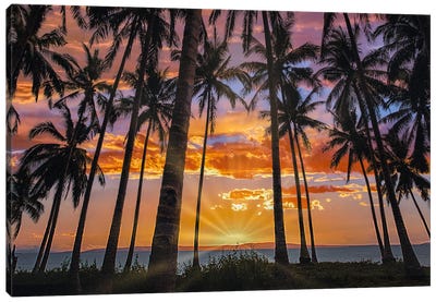 Coconut Palms At Sunset, Bohol Island, Philippines Canvas Art Print - Tim Fitzharris