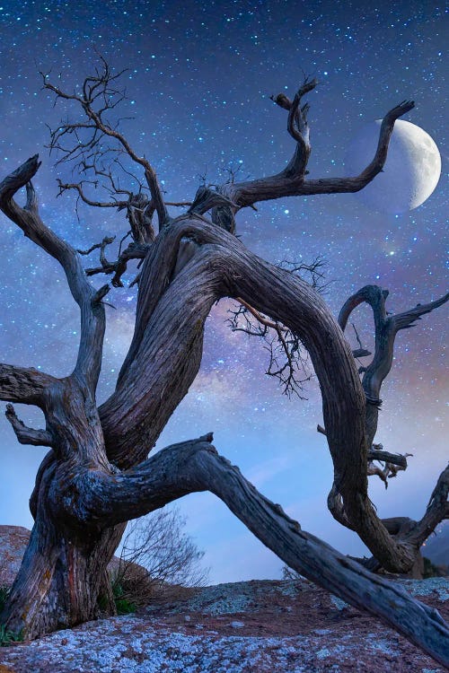 Ancient Pine At Night, Mount Scott, Wichita Mountains Nwf Oklahoma, Composite