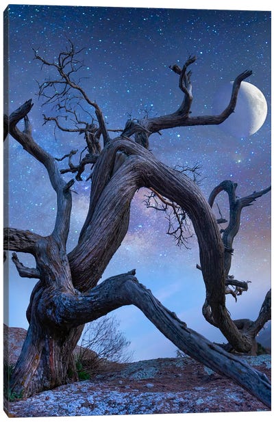 Ancient Pine At Night, Mount Scott, Wichita Mountains Nwf Oklahoma, Composite Canvas Art Print - Tim Fitzharris