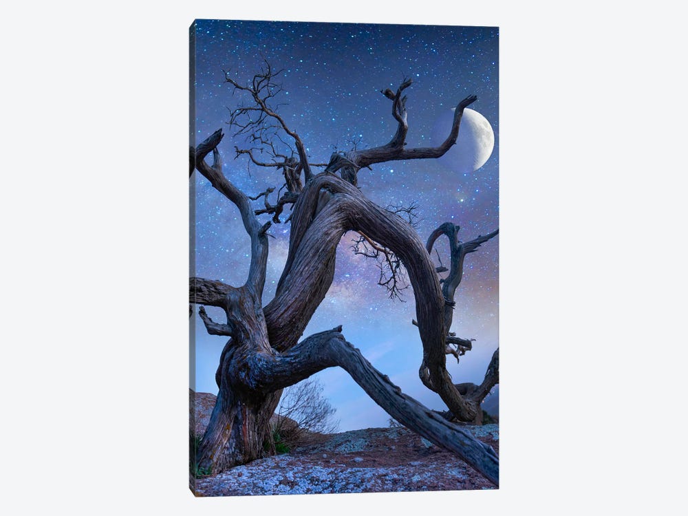 Ancient Pine At Night, Mount Scott, Wichita Mountains Nwf Oklahoma, Composite by Tim Fitzharris 1-piece Canvas Art Print