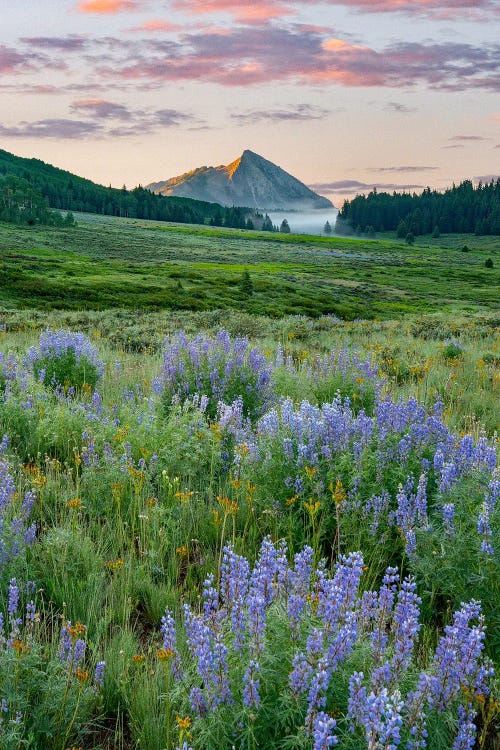 Lupine And Mount Crested Butte, Colorado