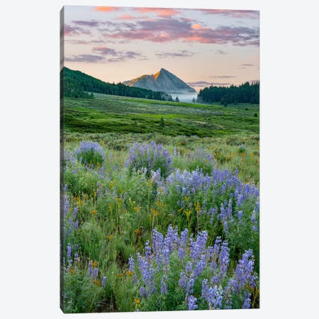 Lupine And Mount Crested Butte, Colorado Canvas Print #TFI1955} by Tim Fitzharris Canvas Art