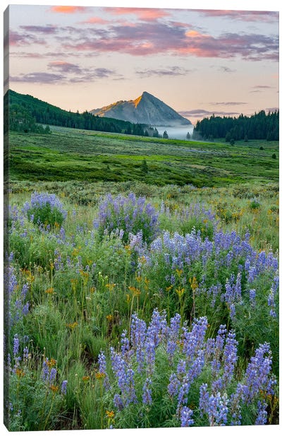 Lupine And Mount Crested Butte, Colorado Canvas Art Print - Tim Fitzharris