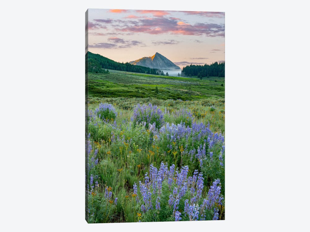 Lupine And Mount Crested Butte, Colorado by Tim Fitzharris 1-piece Art Print