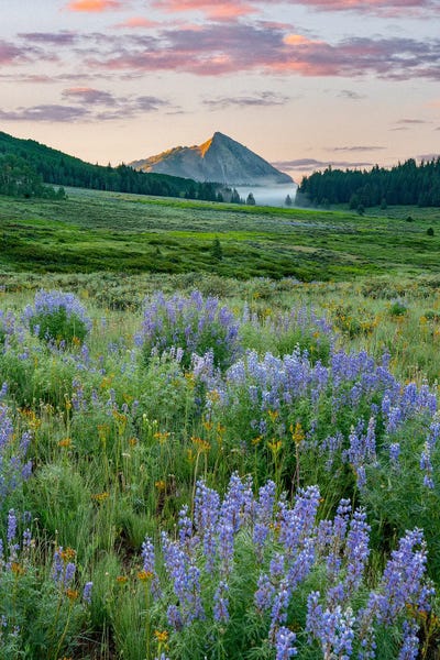 Lupines: Lupine And Mount Crested Butte, Colorado by Tim Fitzharris