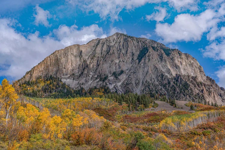 Quaking Aspens And Oaks In Autumn, Marcellina Mountain, Raggeds Wilderness, Colorado