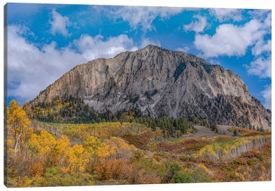 Quaking Aspens And Oaks In Autumn, Marcellina Mountain, Raggeds Wilderness, Colorado Canvas Art Print - Tim Fitzharris