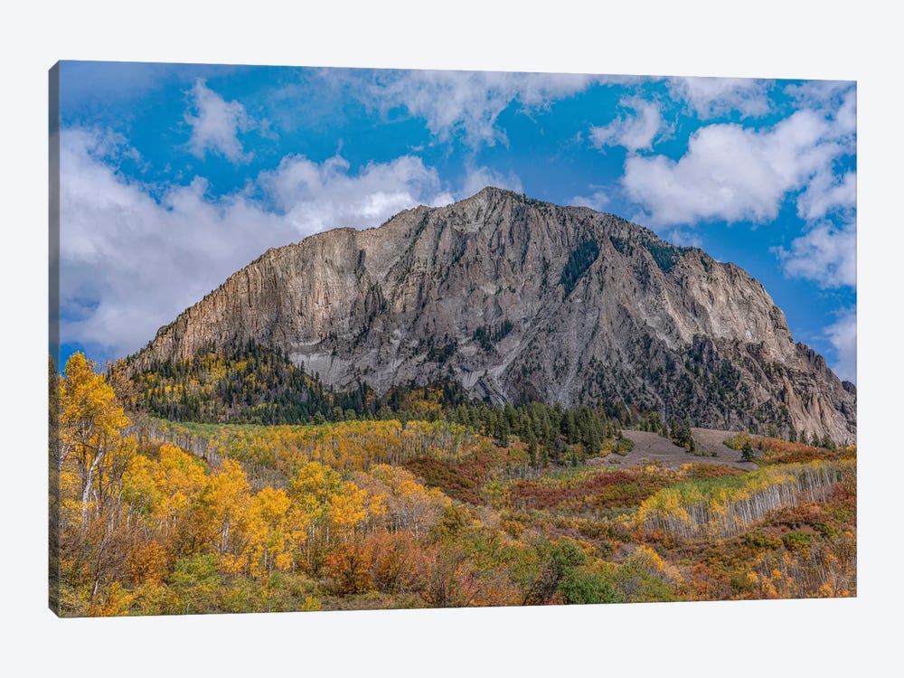 Quaking Aspens And Oaks In Autumn, Marcellina Mountain, Raggeds Wilderness, Colorado by Tim Fitzharris 1-piece Canvas Artwork