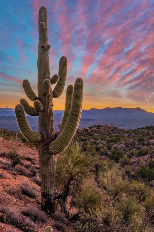 Saguaro Cactus And The Aquarius Mountains, Arizona