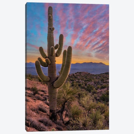 Saguaro Cactus And The Aquarius Mountains, Arizona Canvas Print #TFI1957} by Tim Fitzharris Canvas Artwork