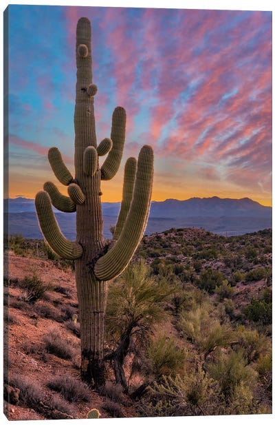 Saguaro Cactus And The Aquarius Mountains, Arizona Canvas Art Print - Tim Fitzharris