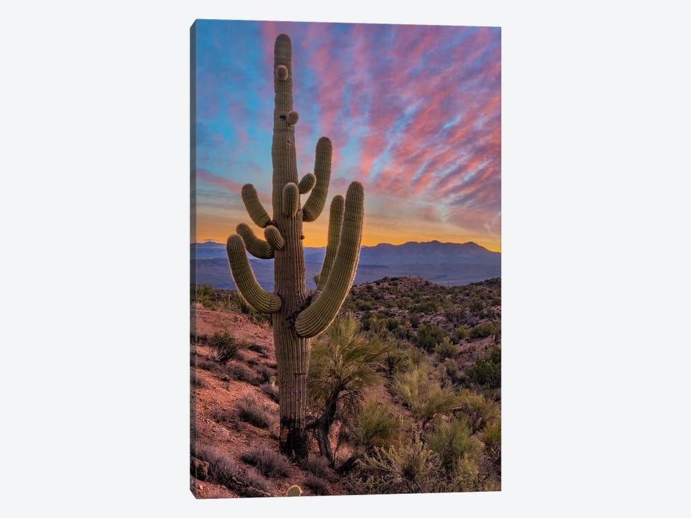 Saguaro Cactus And The Aquarius Mountains, Arizona by Tim Fitzharris 1-piece Canvas Print