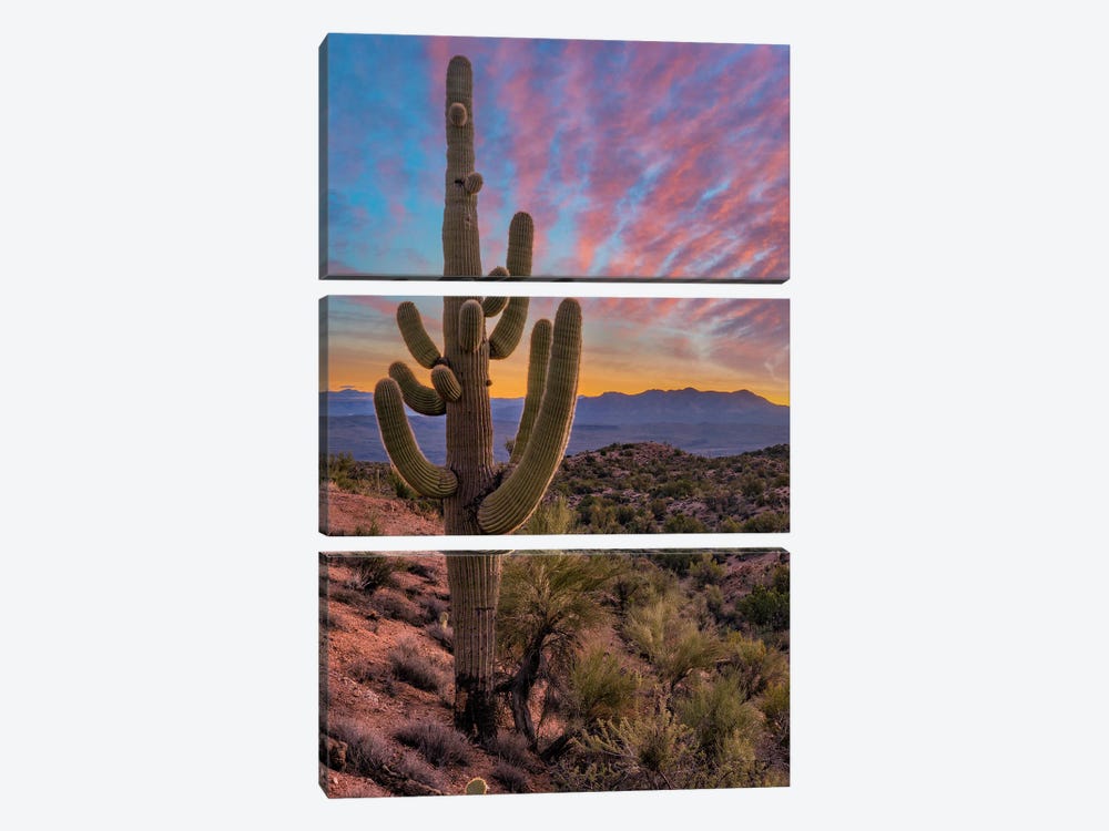 Saguaro Cactus And The Aquarius Mountains, Arizona by Tim Fitzharris 3-piece Art Print